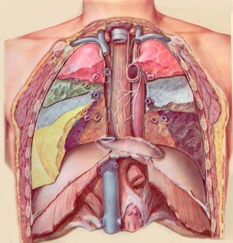 It's further su divided into lateral pleural cavities (each pleural cavity. Science Articles: Abdominopelvic Cavity