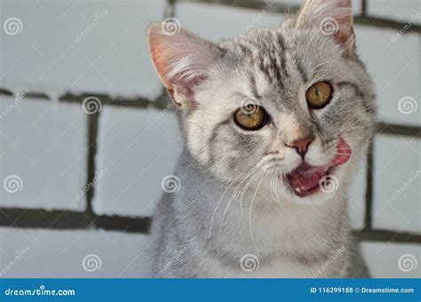 Grey Funny British Meow Cat Stock Photo Image Of Aside Animal