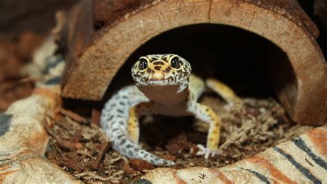 How To Setup The Perfect Leopard Gecko Habitat Step By Step