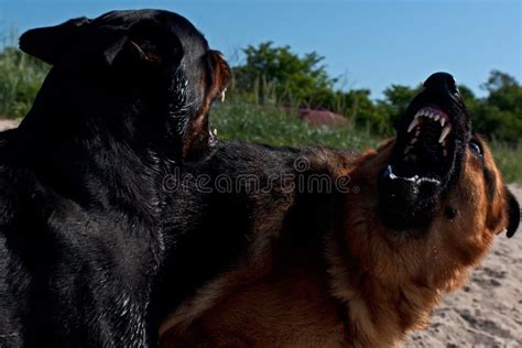 Two Large Dogs Shows Strength Stock Photo Image Of Competition Loyal