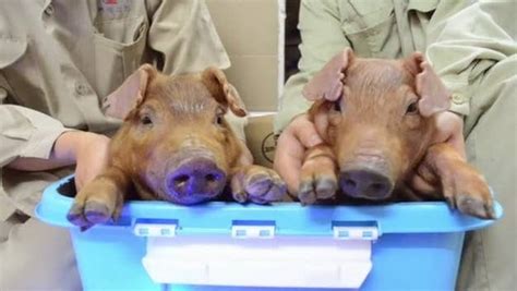 Scientists In China Made Glow In The Dark Pigs