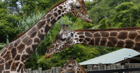 Genes Reveal Clues To Giraffes Long Neck Cbs News