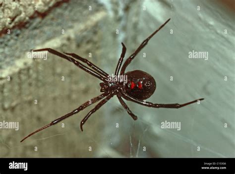 Black Widow Spider Latrodectus Mactans On Web Near Front Door Of Home