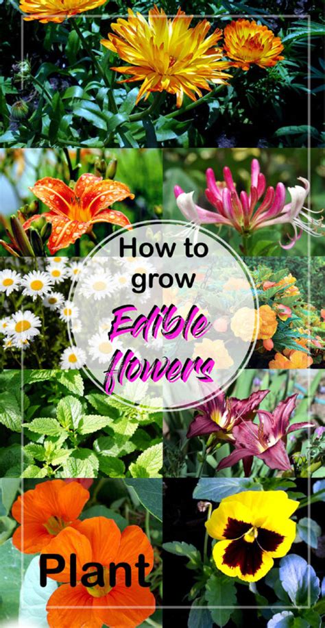 But if you're going to grow these flowers at home, only buy organic seedlings that haven't been sprayed. 9 Best Edible Flowers you can eat | How to Grow Edible ...