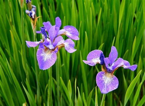 Flor De Iris En Tu Jardín Características Y Cultivo Agromática
