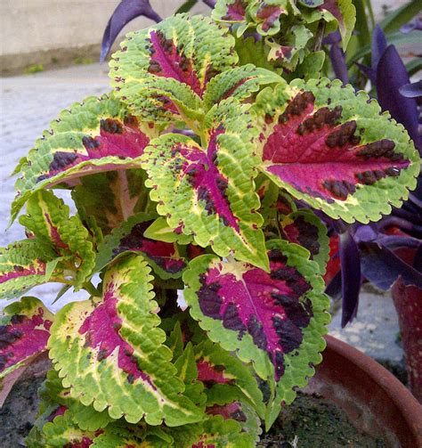 Five Plants With Fascinating Ornamental Foliage