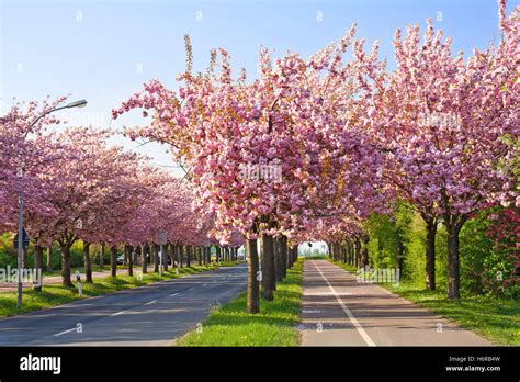 Bloom Blossom Flourish Flourishing Spring Tree Trees Bloom Blossom