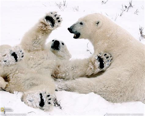 Amper Bae Polar Bear Cubs