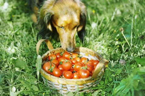 Can Dogs Have Tomatoes 2022 Pet Diet Guide