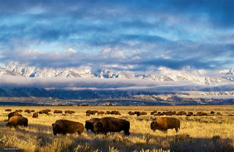 Bison And Teton Range Grand Teton National Park Wyoming Dave