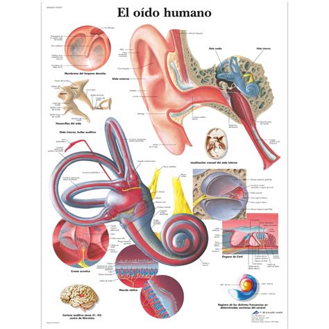 El Oído Humano Anatomical 3d