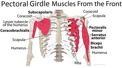 Pectoral Girdle Anatomy Bones Muscles Function Diagram Shoulder