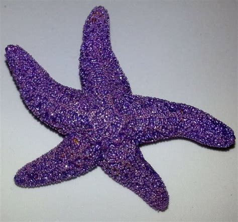 Starfish Ocean Purple Purple Starfish Tropical Wedding Etsy