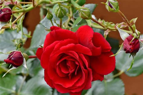 Free Picture Beautiful Flowers Flower Garden Horticulture Red