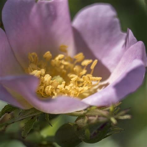 Fotos Gratis Naturaleza Ligero Pétalo Florecer Europa Polen