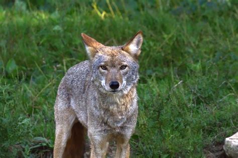 Coexisting With Urban Coyotes A Pet Owners Guide Oakland Veterinary
