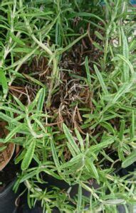 Adequate plant lighting is a must. Rosemary Turning Brown? (How to Solve it) - Gardener Report