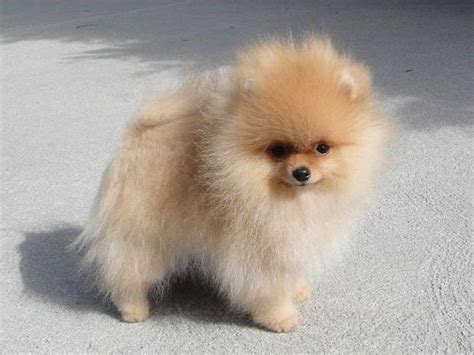 57 Tiny Cheap Micro Pomeranian Puppies For Sale Photo 8k Au