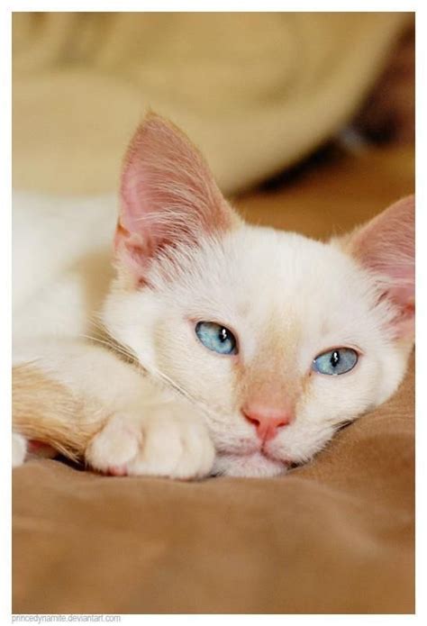 Flame Point Siamese Kittens Cutest Siamese Cats Pretty Cats