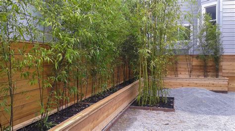 P4 Bamboo Sourcery Nursery And Gardens
