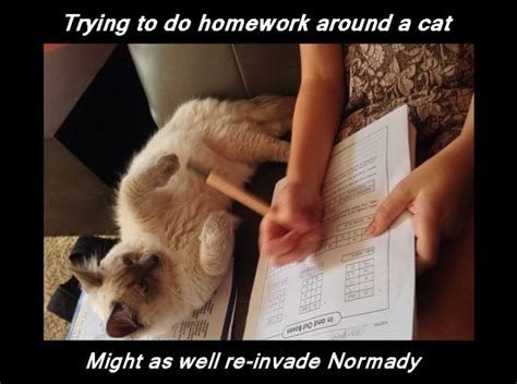 Lol Homework With Cats Impossible Do Homework Cats Funny