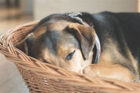ᐈ Narcolepsia en perros principales causas y por qué pueden padecerla