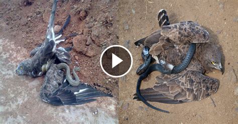 Golden Eagle Fights Snake Fight Between Snake And Eagle Video