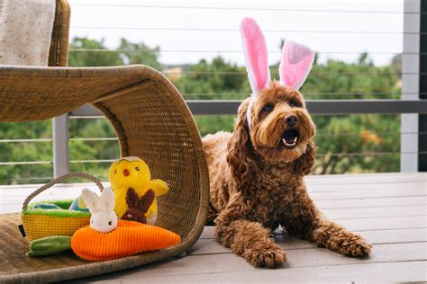 Easter Dog Toys Plays Hippity Hoppity Collection