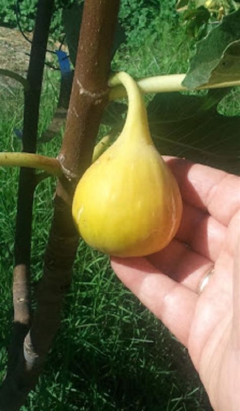 Yellow Long Neck Fig Ficus Carica Yummy Fruit Tree Live Live Small