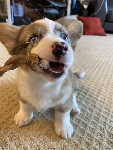 Our Blue Eye Corgi Puppy Enjoying Her Stick Corgi