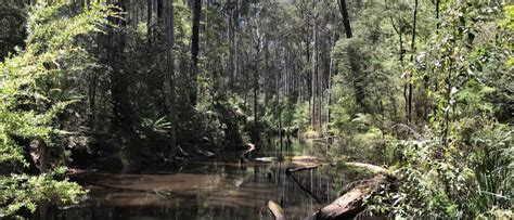 Nomads Outdoors Group Mixed Naturist Bushwalk In The Tall Timber Of