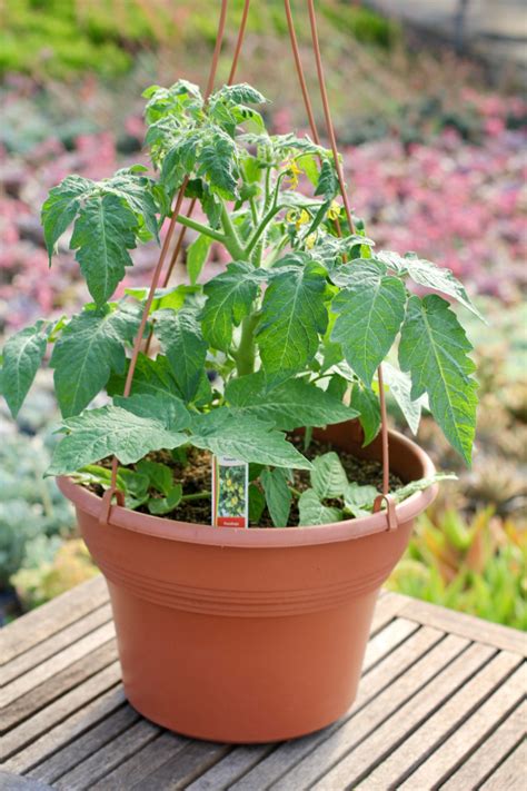 Thank you, hello, or i love you, custom greeting cards are thoughtful gifts that are always the perfect way to express yourself. Patio Tomato 'Peardrops'