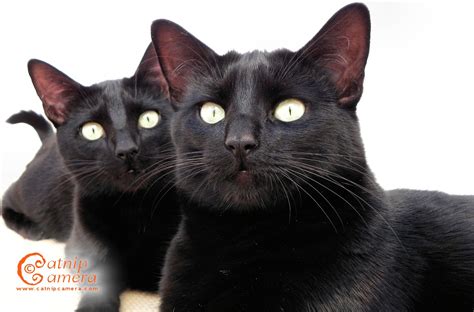 Black Cats Catnip Camera