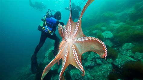 Ten Things You Might Not Know About The Octopus Cgtn