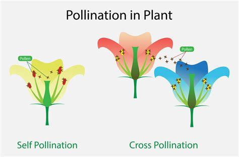 Types Of Pollination My XXX Hot Girl