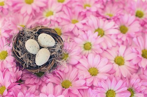 Birds Nest Bird Eggs Pink Daisies Free Photo On Pixabay