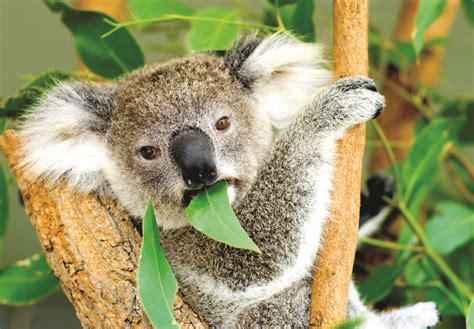 Koala Army Set To ‘wage Peace On Federal Politicians