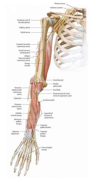 Radial Nerve Entrapment —physical Therapt Comprehensive Athletic Recovery