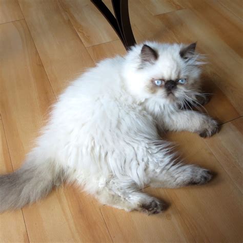 Lilac Point Himalayan Cat Pictures Koratcapicturesny