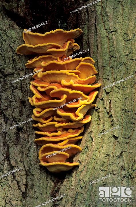Chicken Of The Woods Laetiporus Sulphureus Stock Photo Picture And