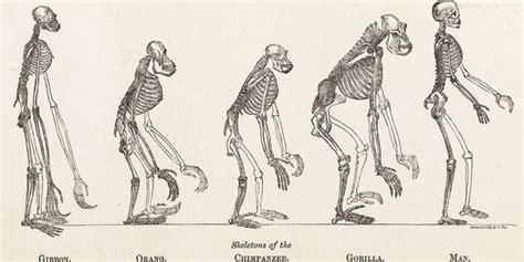 What Species Evolved Into Humans And Other Apes Quora