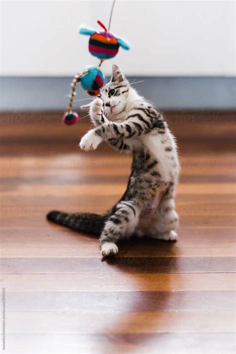Kitten Playing With Toy Stocksy United Kittens Playing Cats And