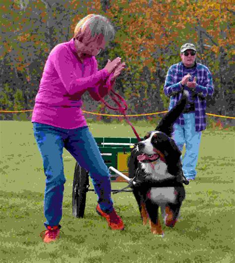 Berners At Work And Play Bernese Mountain Dog Club Of Alaska