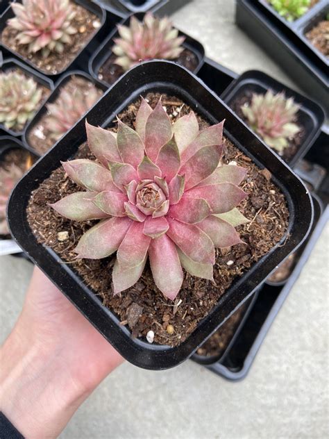 Sempervivum Red Beauty Hens And Chicks Live Succulent Etsy