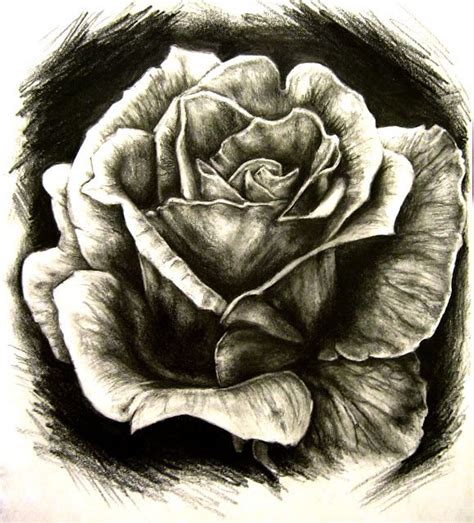 Rose Blume Zum Zeichnen Rose Malvorlagen Farbe Bleistift Blume