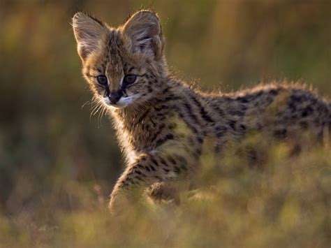 Big cats are one of the most amazing animals on earth. Ten Amazing Small Wild Cats | Science | Smithsonian