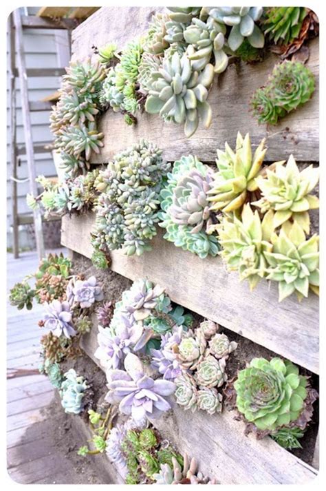 Evenly spread the soil in your frame. Incredible 15+ Succulents Living Walls Vertical Gardens ...