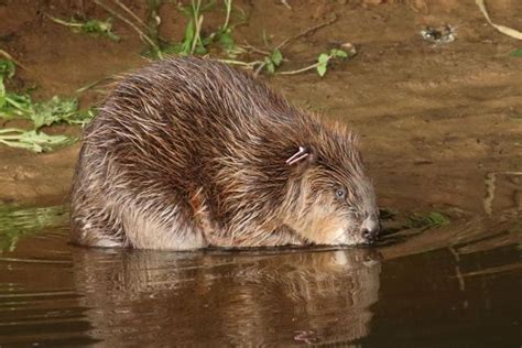 Beavers Allowed Back In The Wild In England For First Time In 400 Years
