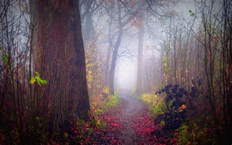 Misty Autumn Forest Path Wallpapers Wallpaper Cave