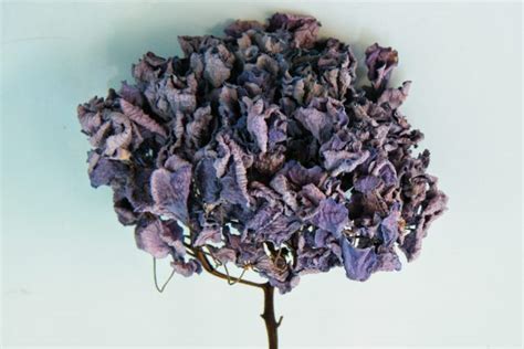 Drying Hydrangea Flowers Dried Flower Craft